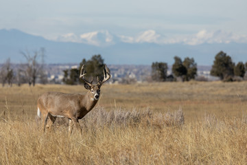 Buck Whitetail Deer in the Rut in Colorado in Autumn