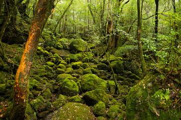 屋久島