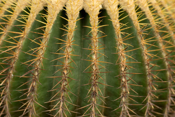 Prickly cactus texture. Close up green nature background.