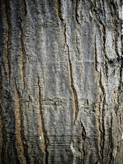 bark of a tree