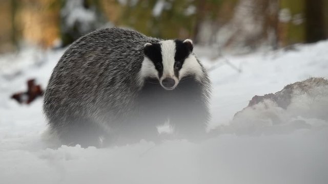 The badger (Meles Meles) eats the carrion he found in the forest