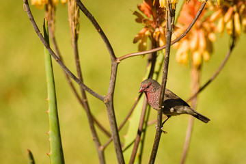 Red Billed Firefinch