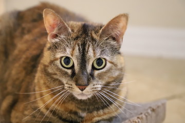 Closeup portrait of young tabby cat