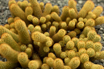 Fototapeta premium Close up cactus thorns background.