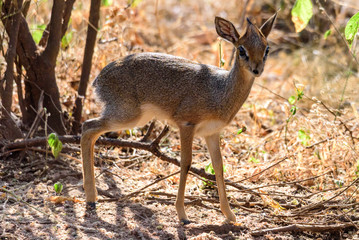 Kirk's dik-dik (Madoqua kirkii) in the bushes of Lake Manyara