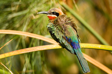 bee eater