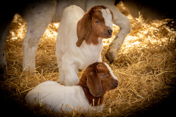 Boer goat kids