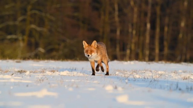 Cute young red fox (Vulpes Vulpes) running on meadow covered with snow at sunrise