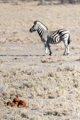 A Burchell's Plains zebra -Equus quagga burchelli- standing on the plains of Etosha National Park, Namibia.