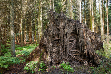 wald windbruch