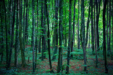 Fototapeta premium Trunks of trees on autumn forest floor