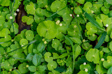 background of green leaves