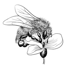 bee on a flower on white background. vector monochrome illustration