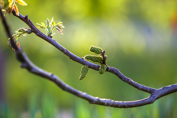 Walnut blooms. Flowers of walnut on tree branch on copy space blurred background. Selective focus.