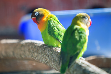 Colorful parrots in a cage at a zoo.