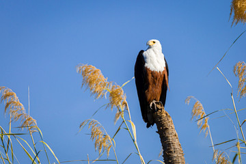 African Fish Eagle