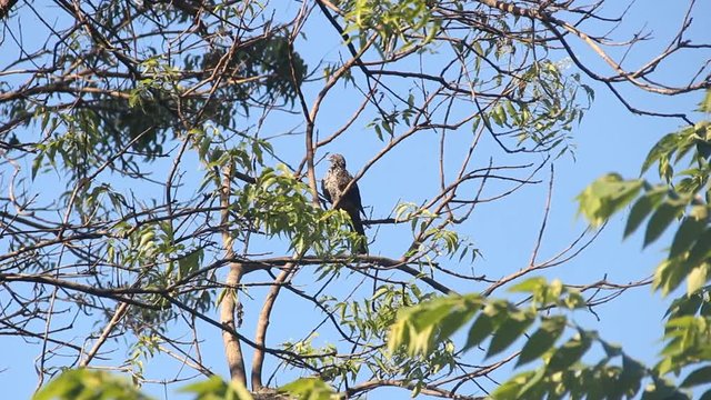 Common koel (Eudynamys scolopaceus scolopaceus), bird in an evergreen rainforest. Female preening on branch. Sri Lanka, December
