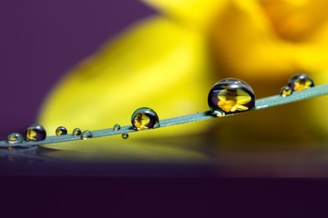 A macro portrait of some waterdrops on a blade of grass touching the surface of some water. In the bubbles the image of the blurred daffodil in the background is reflected.