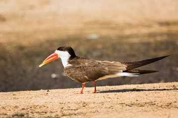 African Skimmer