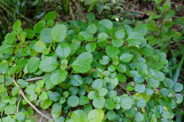 Plectranthus parviflorus
