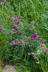 Natural bright background with wildflowers lilac flowers of cornflowers, on the edge of the field.