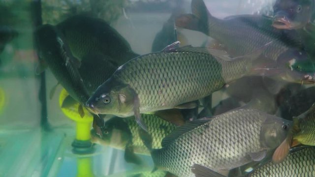 Live carps in a supermarket aquarium