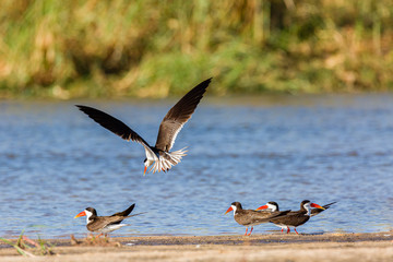 African Skimmer