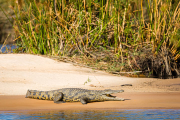 Crocodile