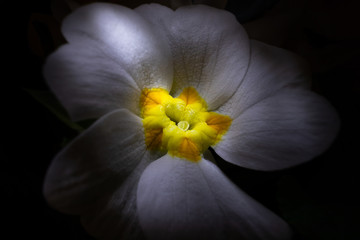 White-yellow primrose flower close-up, macro photo. The concept of spring, summer, flowering, holiday. Floral dark background.