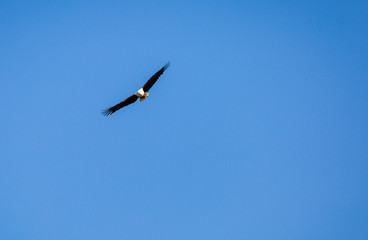 Fototapeta premium African Fish Eagle