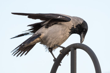 A Hooded Crow (Corvus Cornix) Sitting on an Iron Fence and Having a Meal