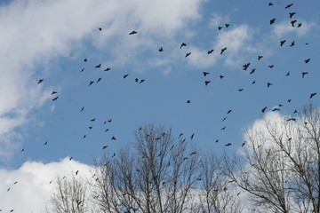 Blackbird Flock 2020 II
