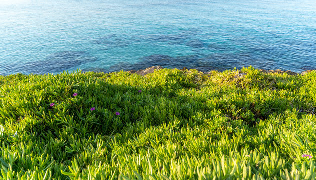 colorful freen grass near the sea