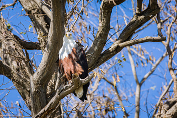 African Fish Eagle