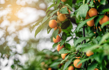 Quince tree with yellow fruits and green leaves in the sunshine at sunset.