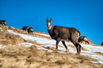 Mountain goats on mountain ridge graze in winter, Slovakia Low Tatras