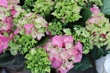 hydrangea flower seedlings close-up in a store