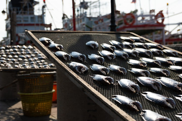 close shot of fishes that are placed to dry in the sun, with Thai fishing boats in the background