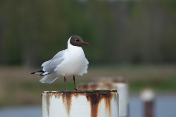 close shot of a black-headed gull standing on a pole separated from the blurry background