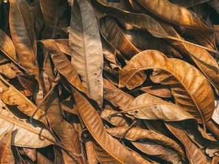 Top view on brown leaves of trees. Close-up of fallen leaves, natural background.