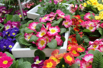 primrose flower seedlings in the store