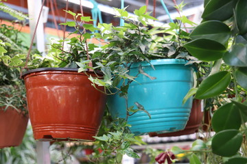 green climbing plant in the store
