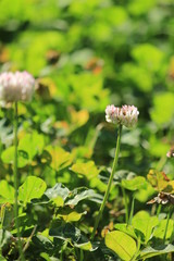 シロツメクサの花