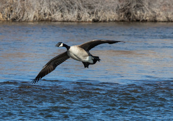 canada goose in flight