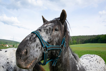 horse in the field