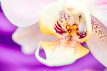 beautiful white orchids on gray background