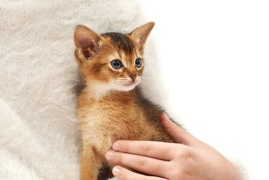 Close up photo of a little ?aucasian girl in a white sweater stroking her little ginger kitten against white background. Pet care. Thoroughbred Abyssinian kitten.