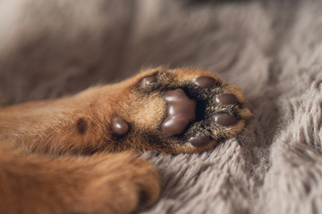 Cat paw on brown carpet background Brown purebred abessin cat. ?oncept of comfort and peace. Pet at home.