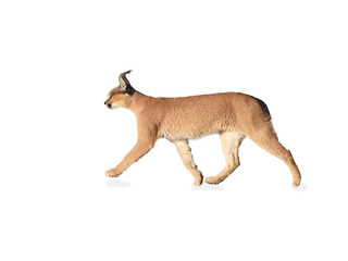 Isolated on white background, wild Caracal, side view on walking desert lynx in Kgalagadi transfrontier park.  Traveling Kalahari, Botswana.