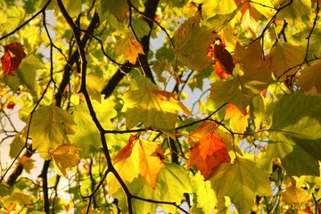Colourful sunlit Autumn leaves.
